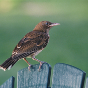 Pearly-eyed Thrasher